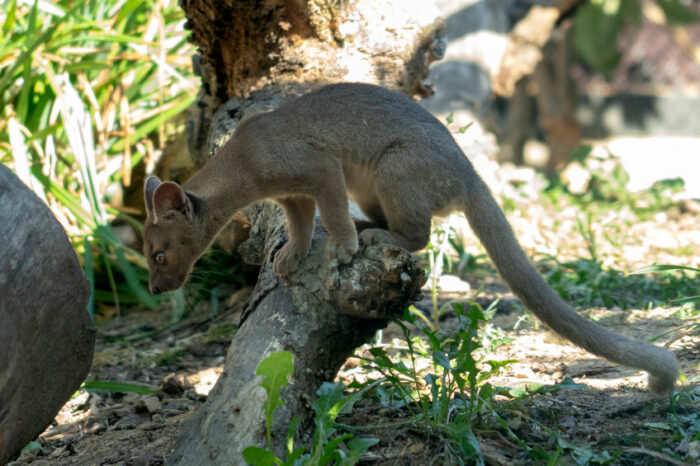 Madagascar