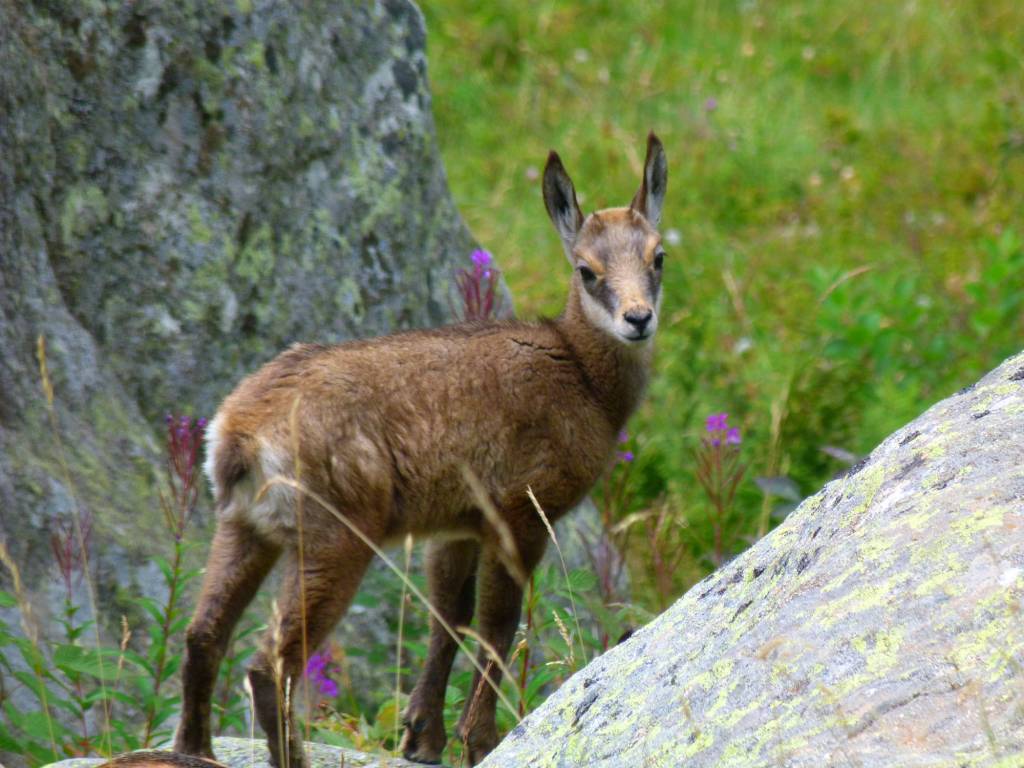 Parc national du Mercantour faune