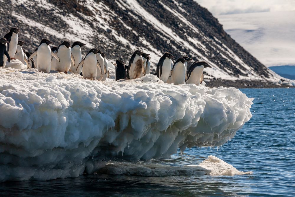 Antarctique