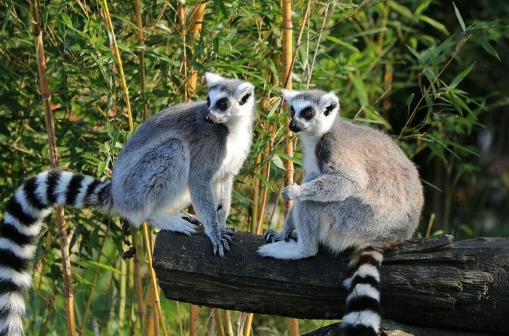 Madagascar