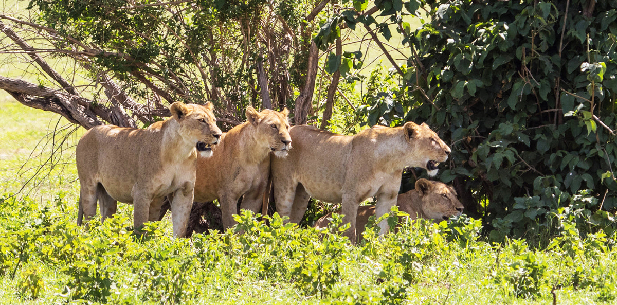 Safari en Ouganda