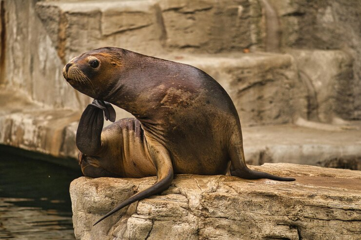 animaux marins