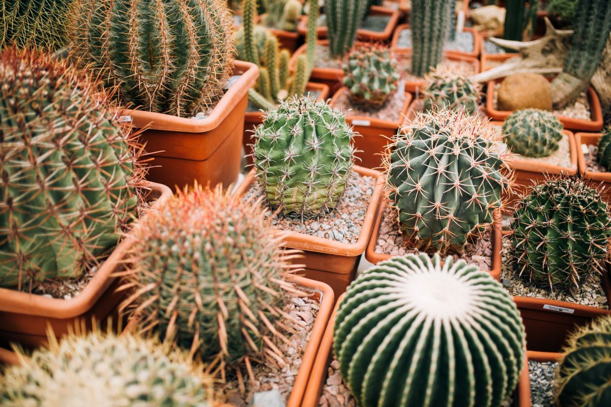 cactus Lanzarote