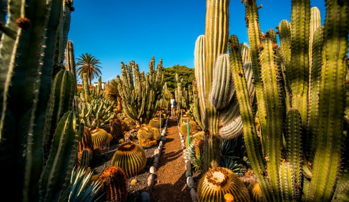 jardin cactus