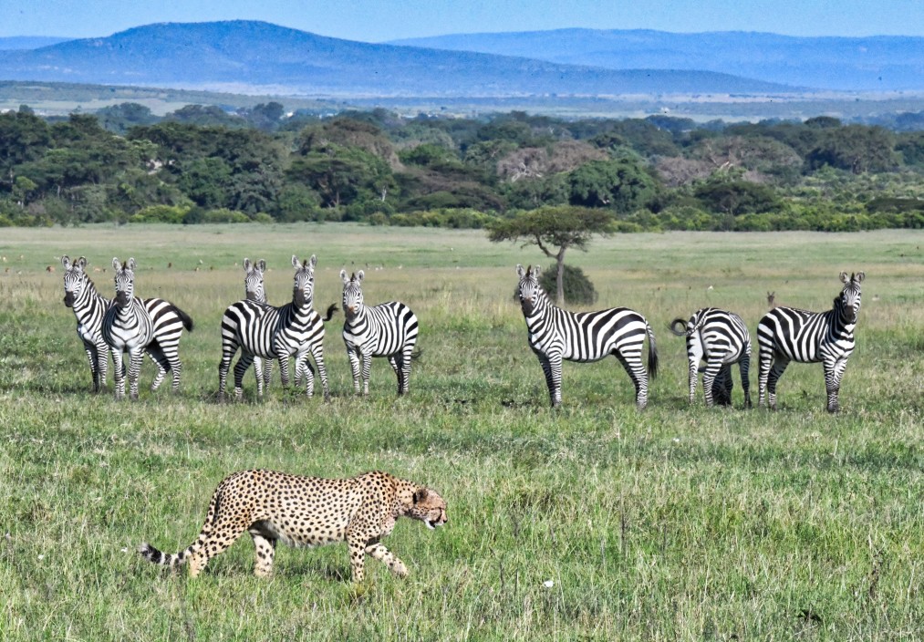 massai mara kenya