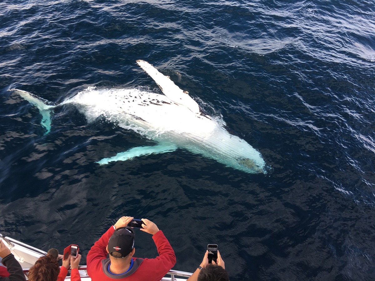 observation animaux d'islande