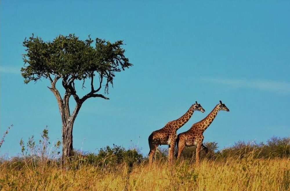 partir en Tanzanie