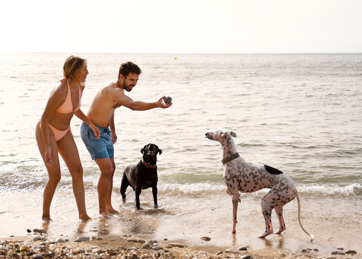 plages françaises chien