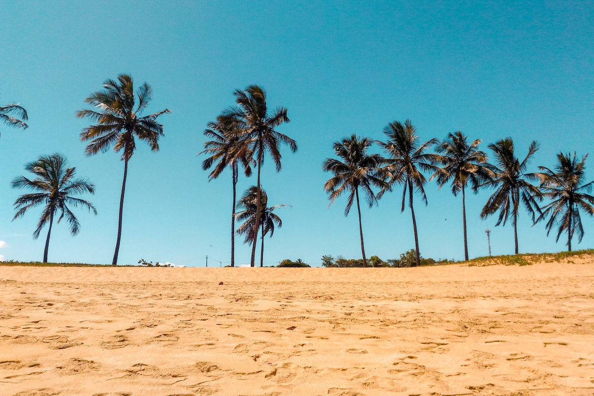 puce de sable