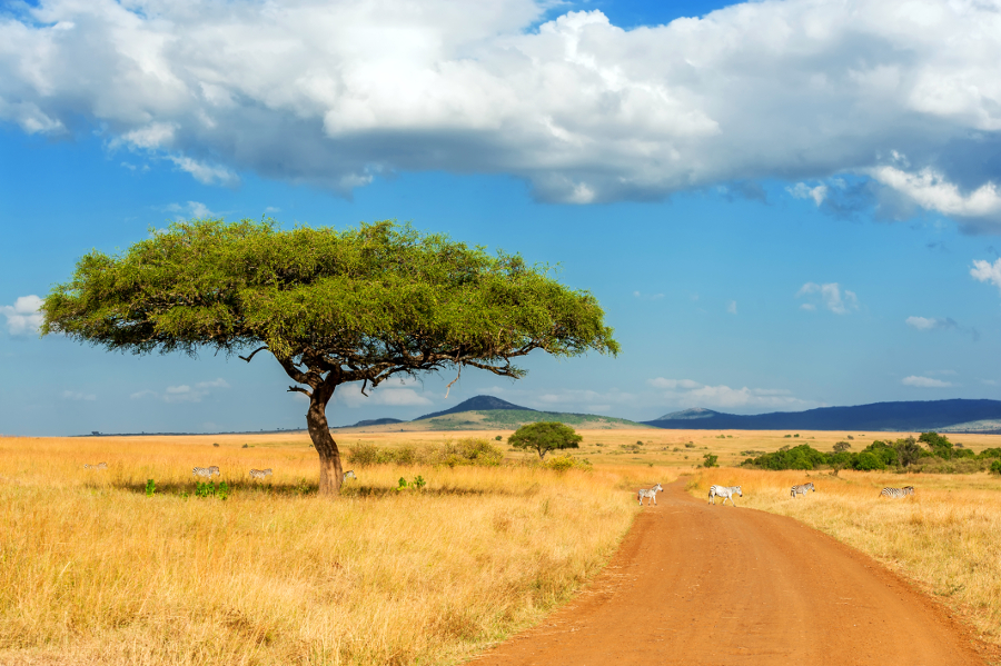 safari afrique