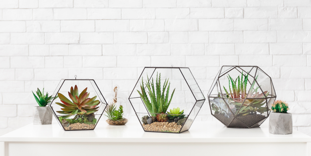 terrarium