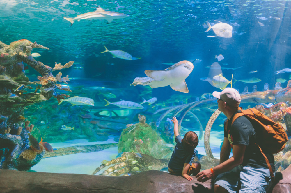 visite des aquariums